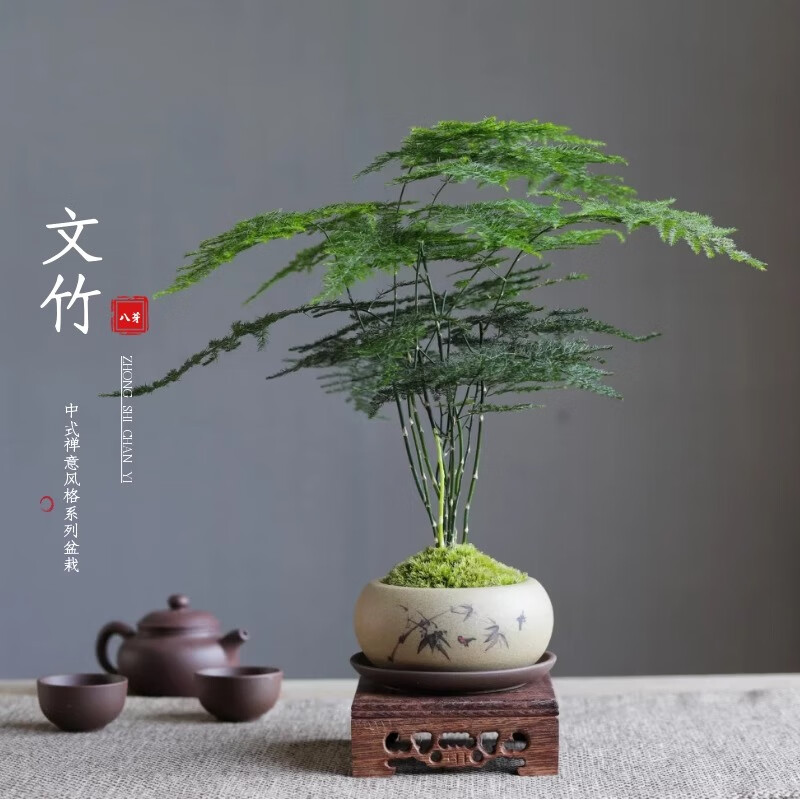 八芽文竹苔藓白发藓绿植室内茶几桌面陶瓷盆栽办公室摆件盆景净化空气 禅意盆文竹-含密胺托 带盆栽好