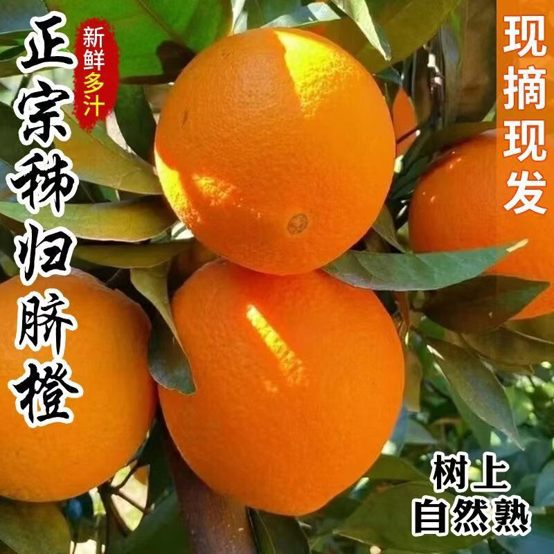 遇见悯农纽荷尔脐橙新鲜应季水果湖北秭归橙子伦晚柑橘手剥橙【多仓直发】 净重8.5斤(严选中果汁多味美150g起) 纽荷尔脐橙(湖北宜昌)