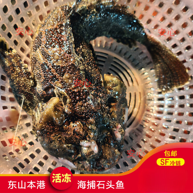 鱼七秒活体活冻深海石崇鱼石头鱼海捕虎鱼东山岛本港海鲜水产品 250g