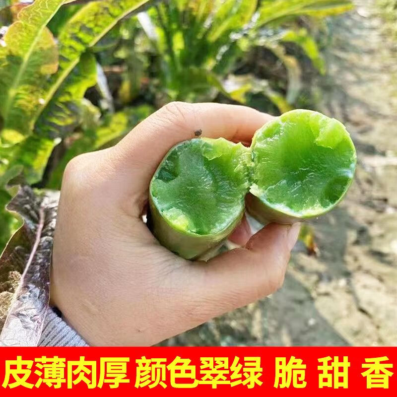 新鲜紫叶莴苣农家自种薄皮绿心长款时令蔬菜窝笋 新鲜紫皮莴笋