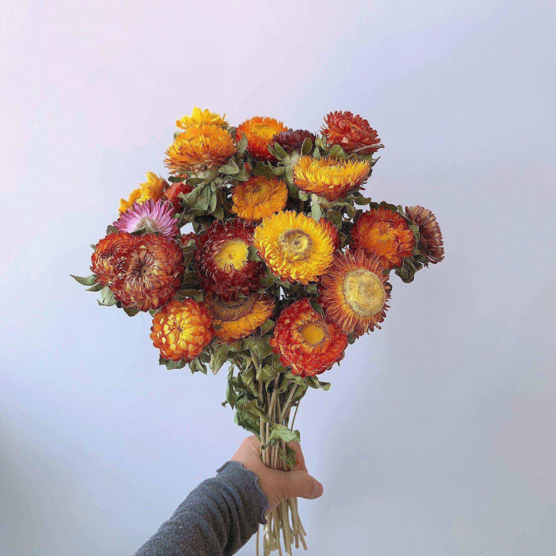 菊七彩菊小雏菊花束拍摄道具客厅家居装饰摆件 七彩菊一束(20花头) 花