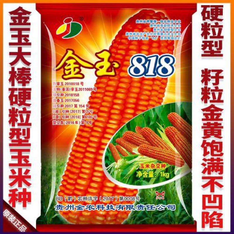 金玉818 999粮食玉米种子云贵川包谷种硬粒玉米种子金玉玉米 2024金玉