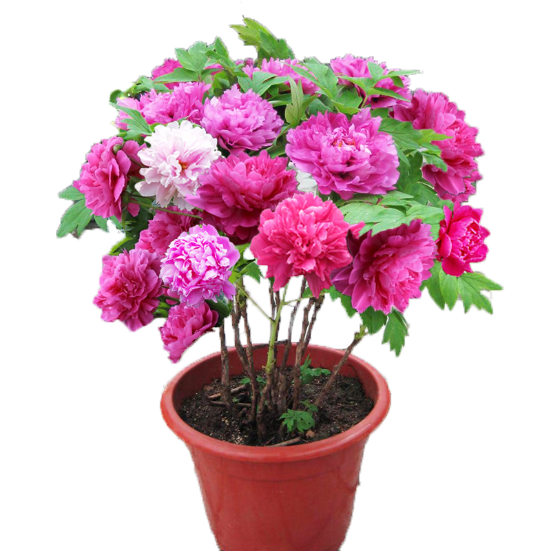 树苗正宗洛阳牡丹花苗室内庭院盆栽地栽重瓣牡丹耐寒开花易活 彩虹 2