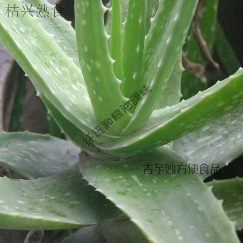 百婉集元江芦荟丁罐头云南特产芦荟芦荟食用可吃食用芦荟芦荟丁开 1袋芦荟丁*300克