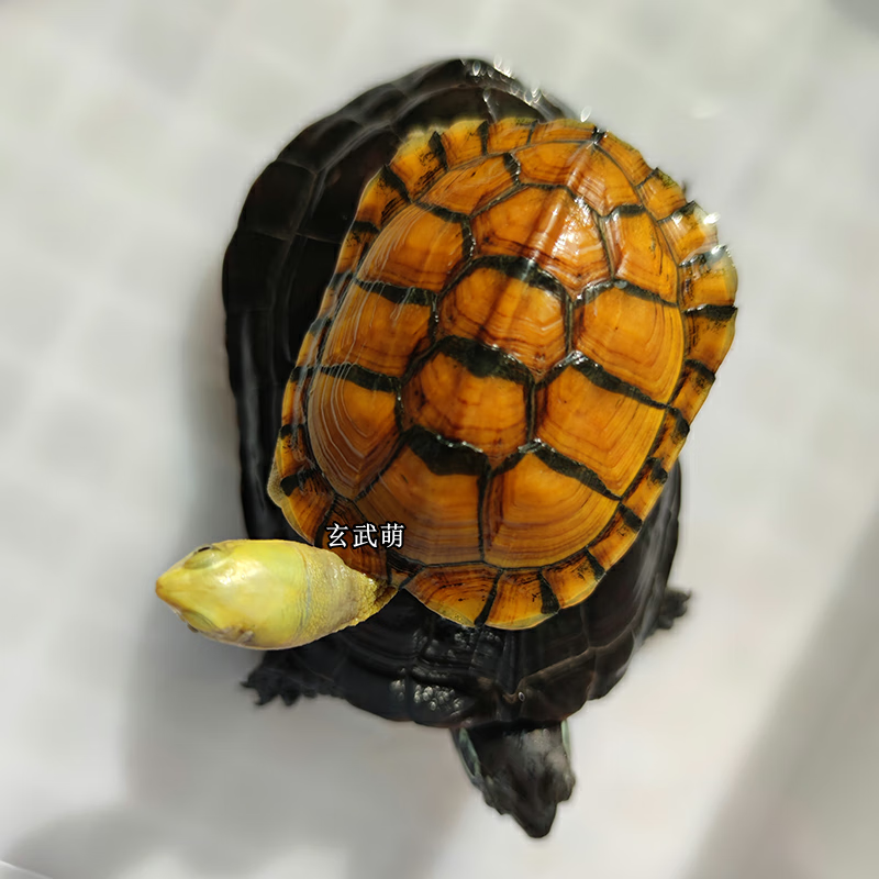 玄武萌精品皖喉三黄幼龟金头小青龟宠物龟年精品石金钱风水龟乌龟