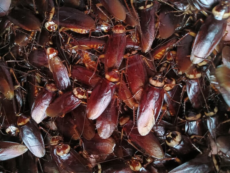 批发美洲大蠊活体蟑螂钓鱼饵料大蟑螂活虫宠物虎头蜂胡蜂食物龙鱼饲料