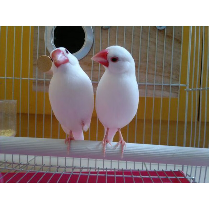 新宠之康七彩文鸟活体小型宠物鸟观赏鸟珍珠鸟活物灰白文鸟活体鸟 鸟