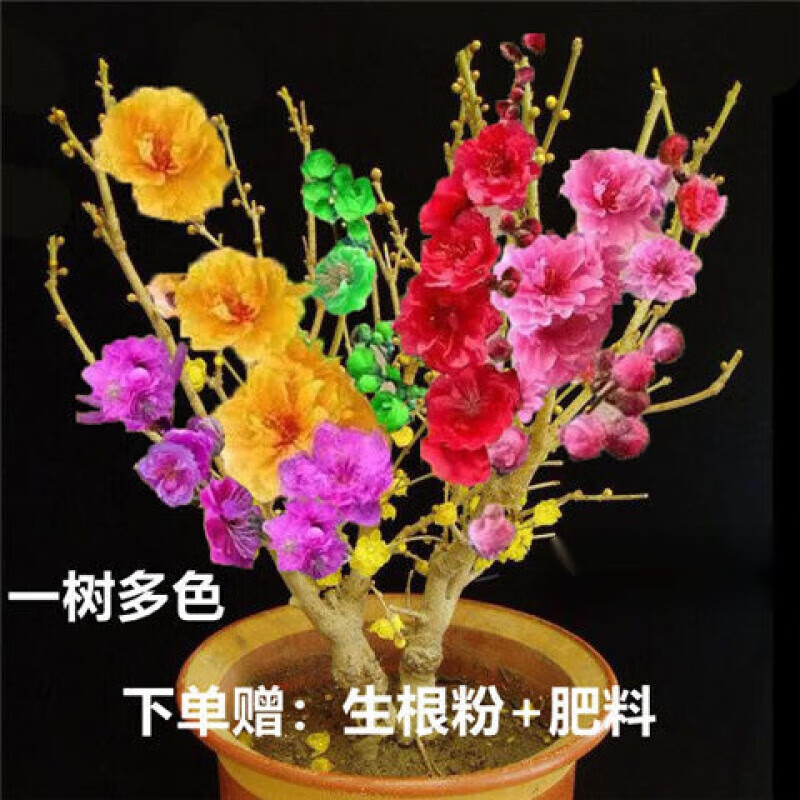 四季梅花树苗耐寒冻盆栽地栽多彩梅花树一年四季开花多花 蓝贵人 一树