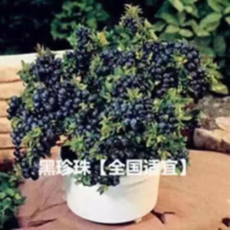 汇种草农蓝莓种子阳台盆栽果园庭院南北方全国可种植蓝莓种子灌木果实种子 黑珍珠蓝莓种子 55粒(送肥)