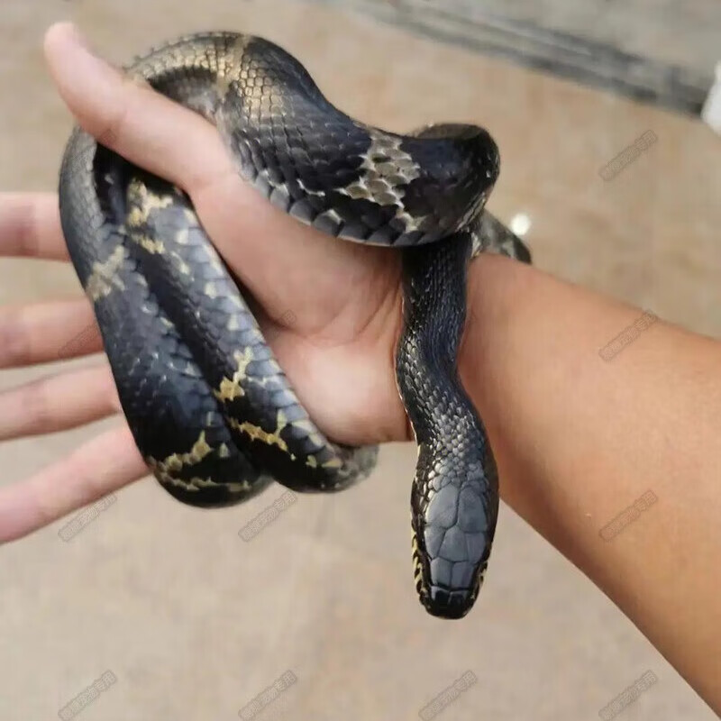 易上手无毒萌宠异宠好养玉米宠物蛇猪鼻黑王定金棕黑亚成体 一条棕黑