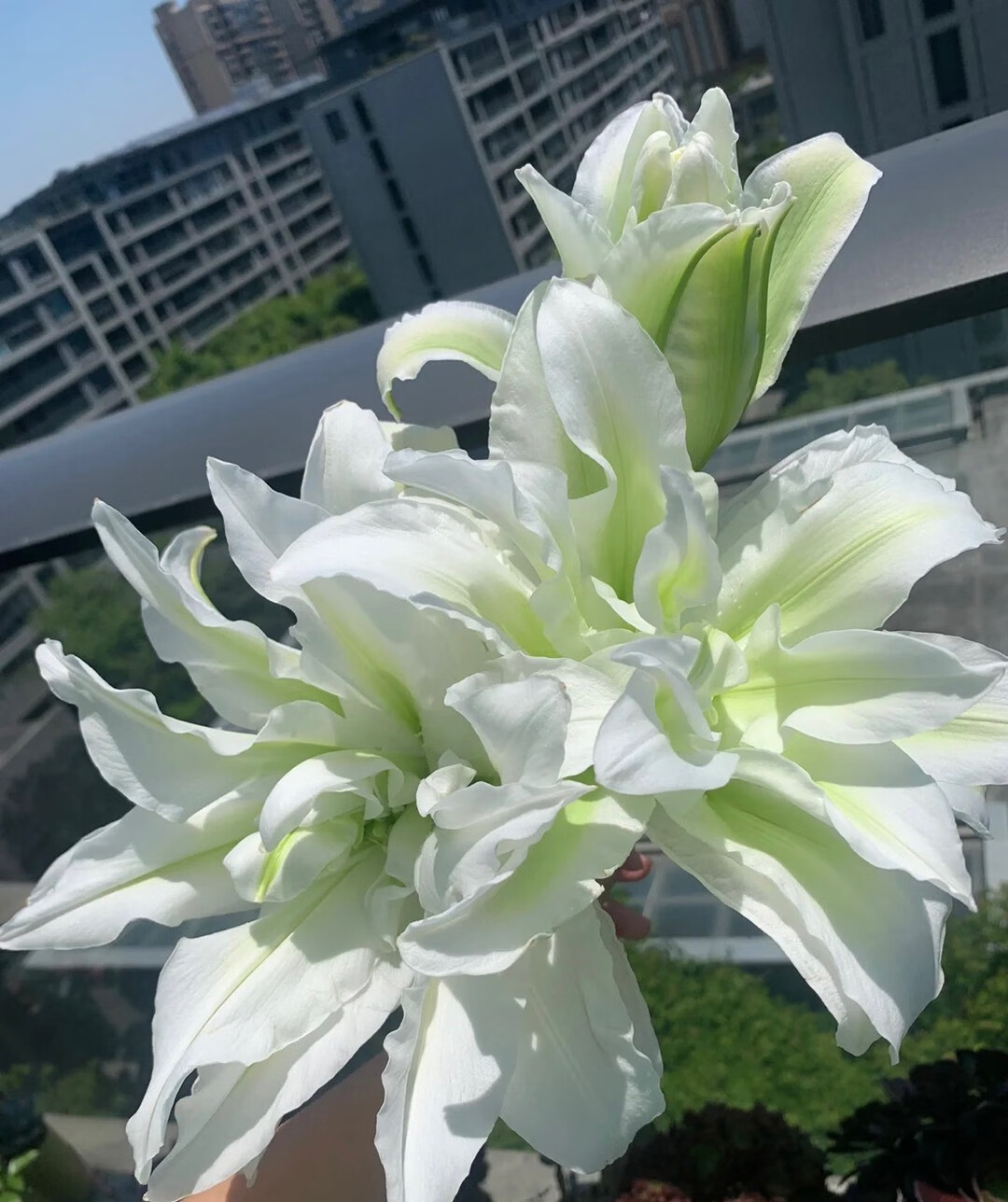 重瓣百合花束云南昆明鲜切香水鲜一件顺丰 重瓣浪漫之星双头5支10朵