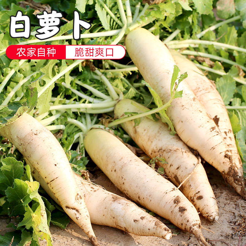 密水农家密云农业 本地自种 鲜摘白萝卜1根 新鲜时令蔬菜