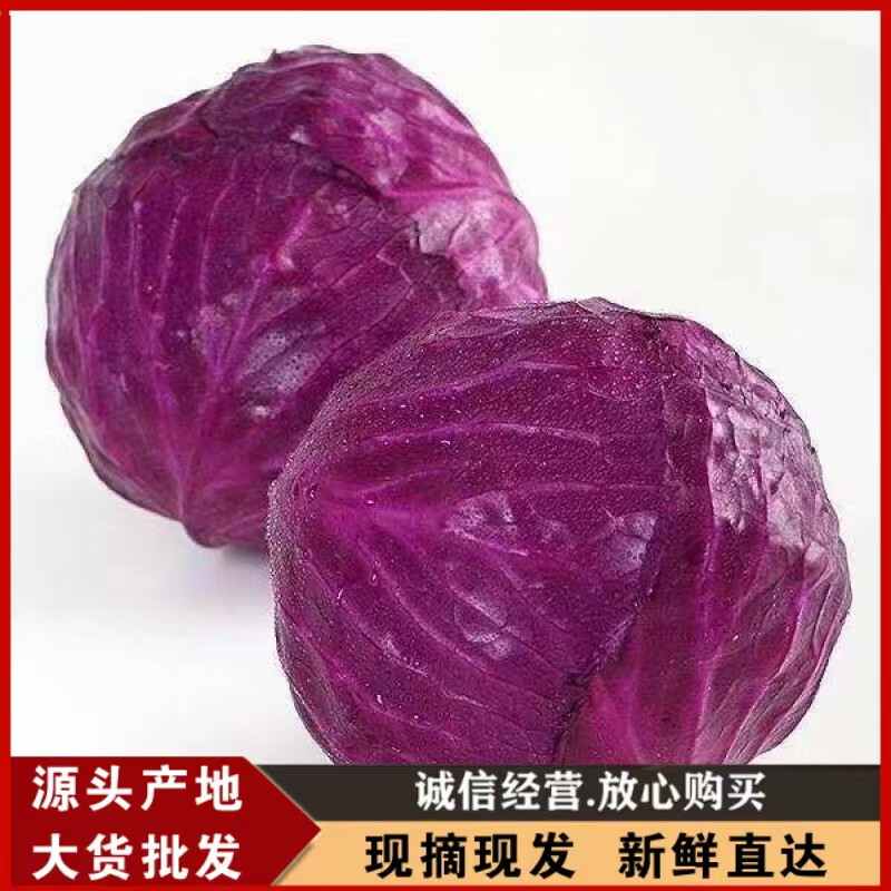 寻秦季新鲜紫甘蓝现摘现发卷心菜包菜生吃蔬菜即食沙拉凉菜农家菜轻素食 1斤（1个装）试吃装 实惠装