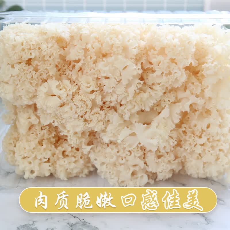 百年云松【天然坊】香格里拉新鲜绣球菌 云南珍贵菌菇 火锅、家宴美食 1000克