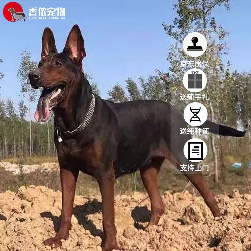 帅帅名宠 北京出售莱州红幼犬 家养 幼崽苏联红看家护院犬 宠物级