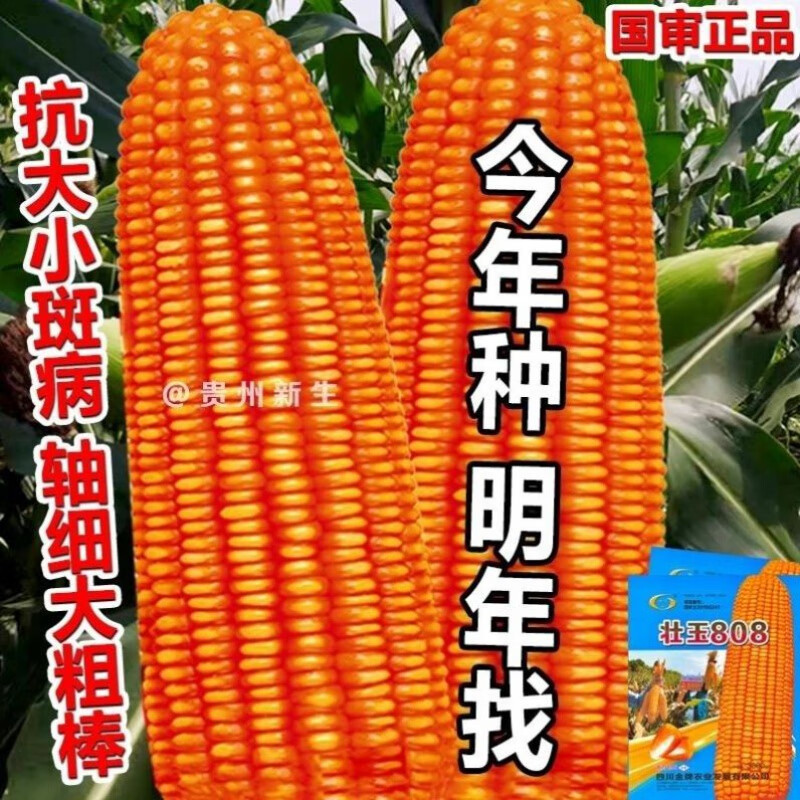 秋颖壮玉808精品808玉米种子云南正大808高产饲料玉米抗病抗旱 壮玉