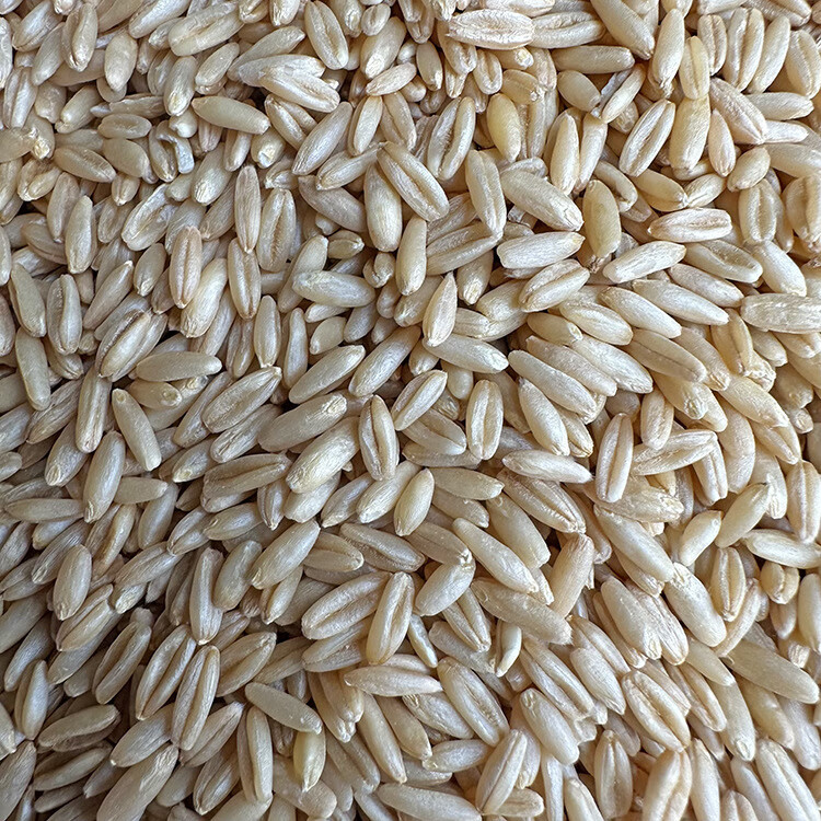 虹弦见燕麦米 鸟食 鸟粮 雀麦 野麦 燕麦仁 虎皮鹦鹉 牡丹玄凤鸟吃