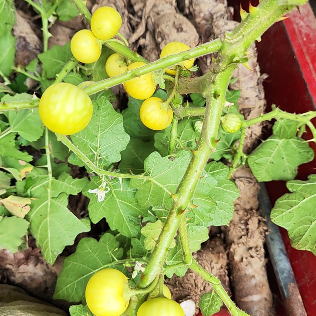 现采新鲜刺天茄 野生黄果茄刺颠茄牙痛果野茄果牙疼果大颠茄全草 500