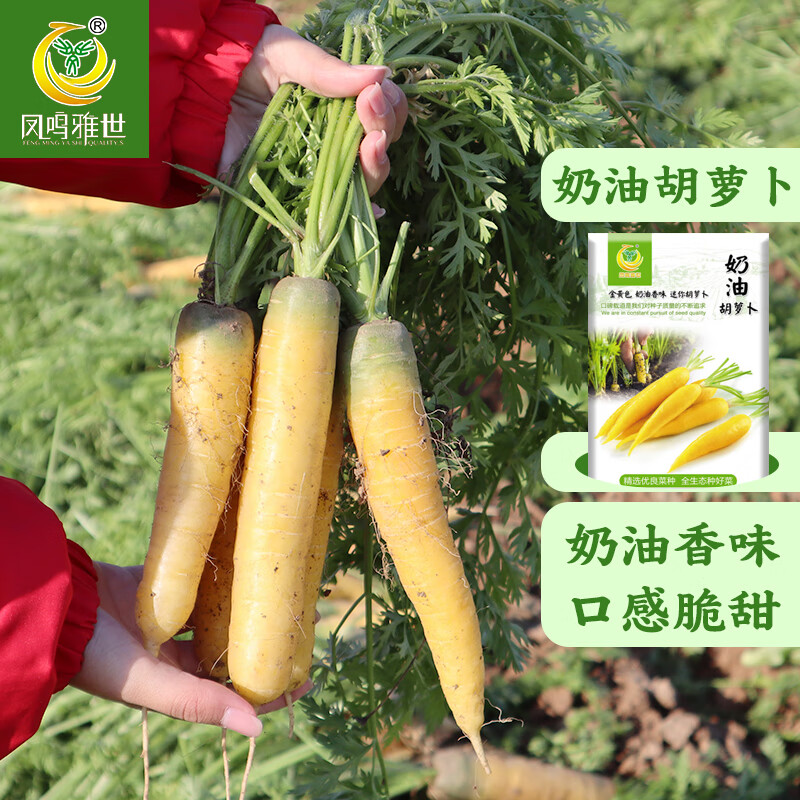 鳳鳴雅世胡蘿卜種子種籽七寸五寸參水果蘿卜籽四季播脆甜多汁大田蔬菜種子 奶油胡蘿卜種子5克*20袋