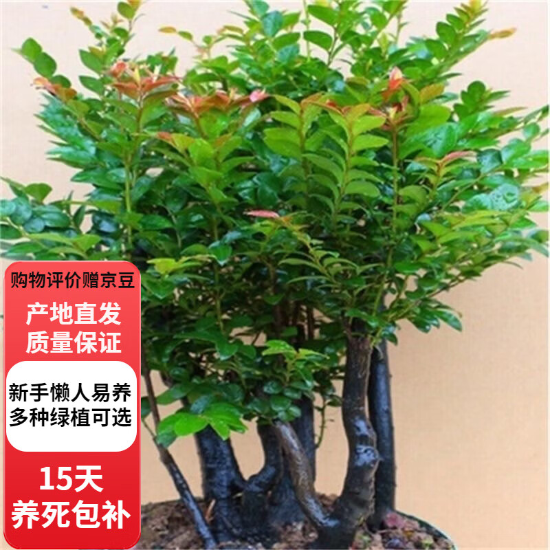 歐芽小葉紫檀盆景樹苗紫檀樹樁室內(nèi)陽臺盆栽花卉綠植植物z6 樁形 高10-20厘米 單棵