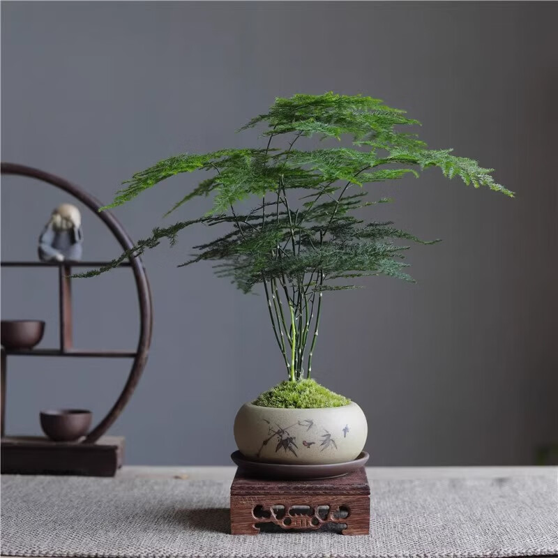 八芽文竹苔藓白发藓绿植室内茶几桌面陶瓷盆栽办公室摆件盆景净化空气 禅意盆文竹-含密胺托 带盆栽好