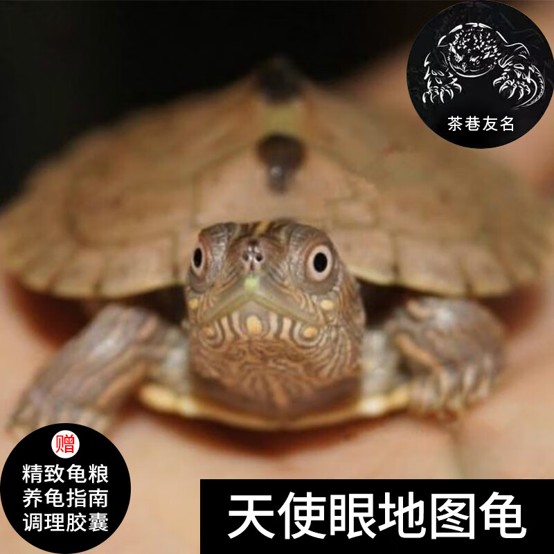 茶巷友名 天使眼地图龟深水龟黑瘤龟乌龟活体宠物 2-3cm天使眼地图龟
