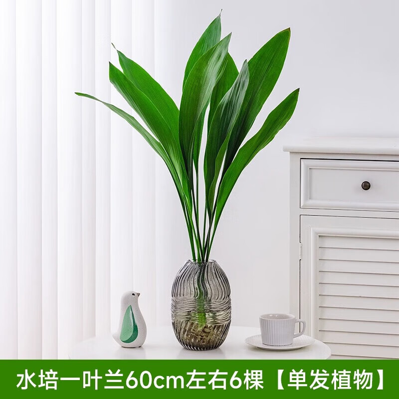 花友水培一叶兰绿植室内盆栽客厅水养植物绿萝 水培一叶兰50-60cm6棵