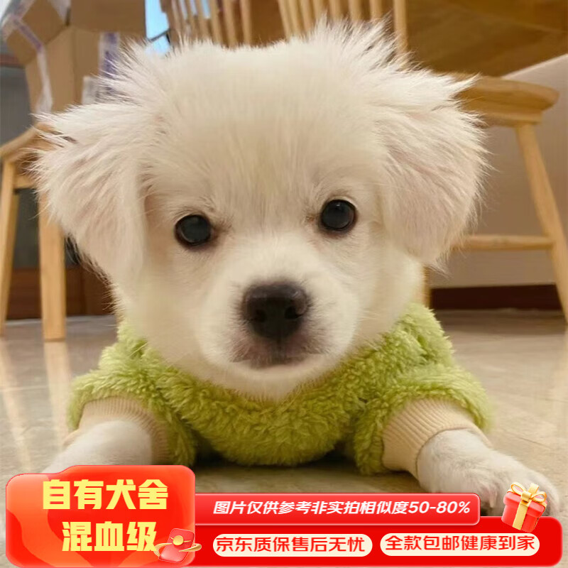 混血中华田园犬博美幼犬活体宠物狗狗幼崽小型犬狗狗茶杯犬博美犬