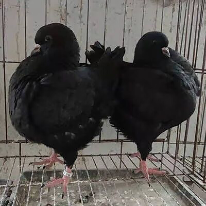 元宝鸽正宗元宝鸽大体元宝鸽公斤鸽观赏鸽种鸽一对活