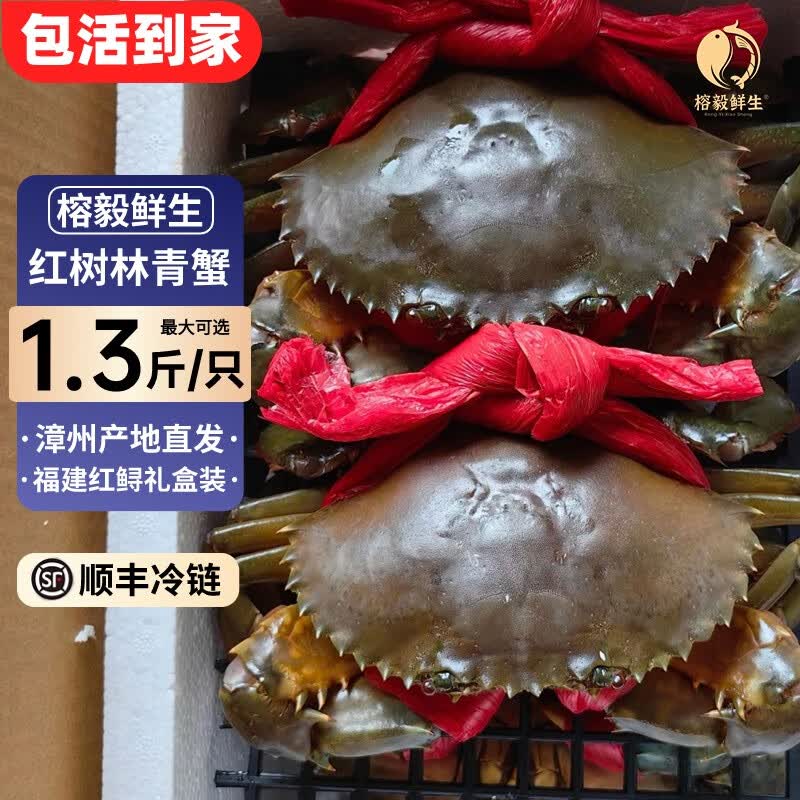 【包活】福建青蟹东山岛膏蟹红树林鲜活红鲟大号母蟹海鲜黄油蟹 公母