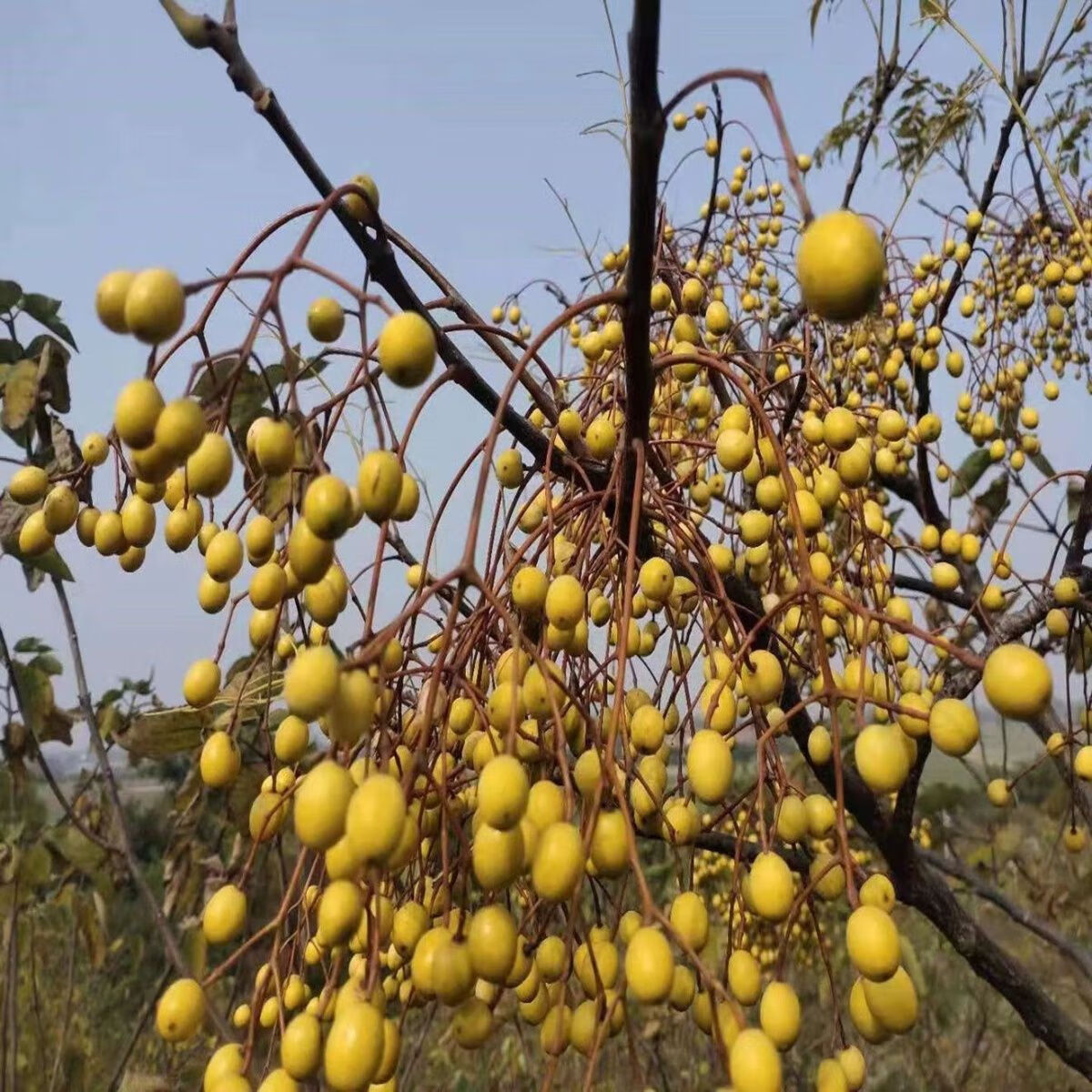 北京同仁堂苦楝子苦心子楝枣子楝果子中药材苦楝皮苦楝