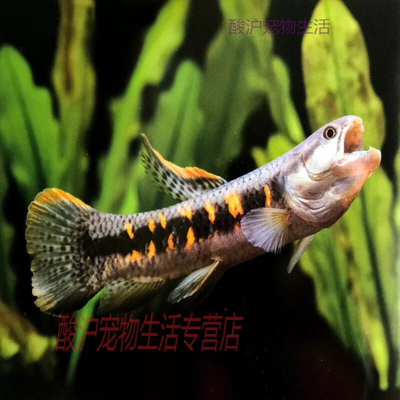 橙腹牙鱼七彩牙鱼南美奥黑牙鱼枯木牙鱼淡水热带鱼加拉辛猛鱼 七彩牙