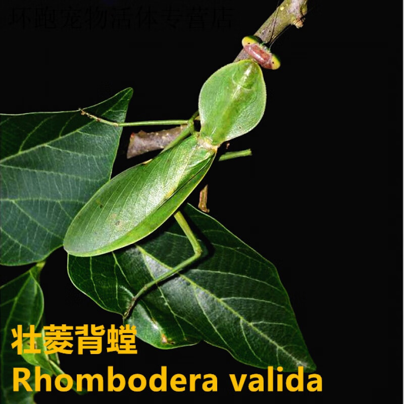 马来西亚亮斧螳螳螂宠物活体斧螳昆虫活体宠物昆虫摄影昆虫教学螳 壮