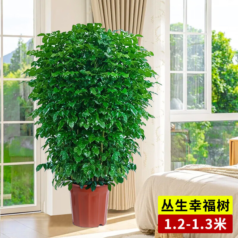 歐芽  幸福樹(shù)客廳大盆栽室內好養花卉盆景綠植辦公室常青植物 【精品叢生幸福樹(shù)】高1.2-1.3米 帶盆栽好