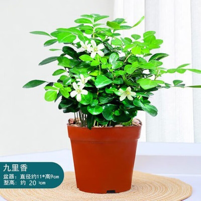 语清婉九里香盆栽老桩四季开花卉七里香树苗室内绿植物桌面浓香