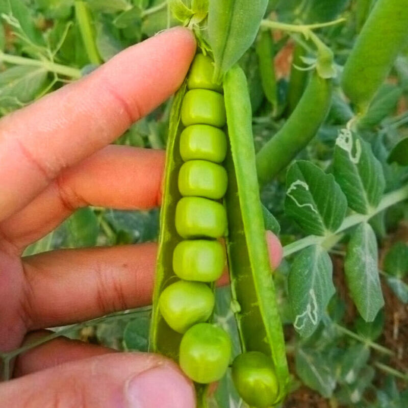 豌豆苗荷兰豆秧苗四季豆长豆角豇豆无架豆萝卜苗莴笋花菜苗蔬菜苗