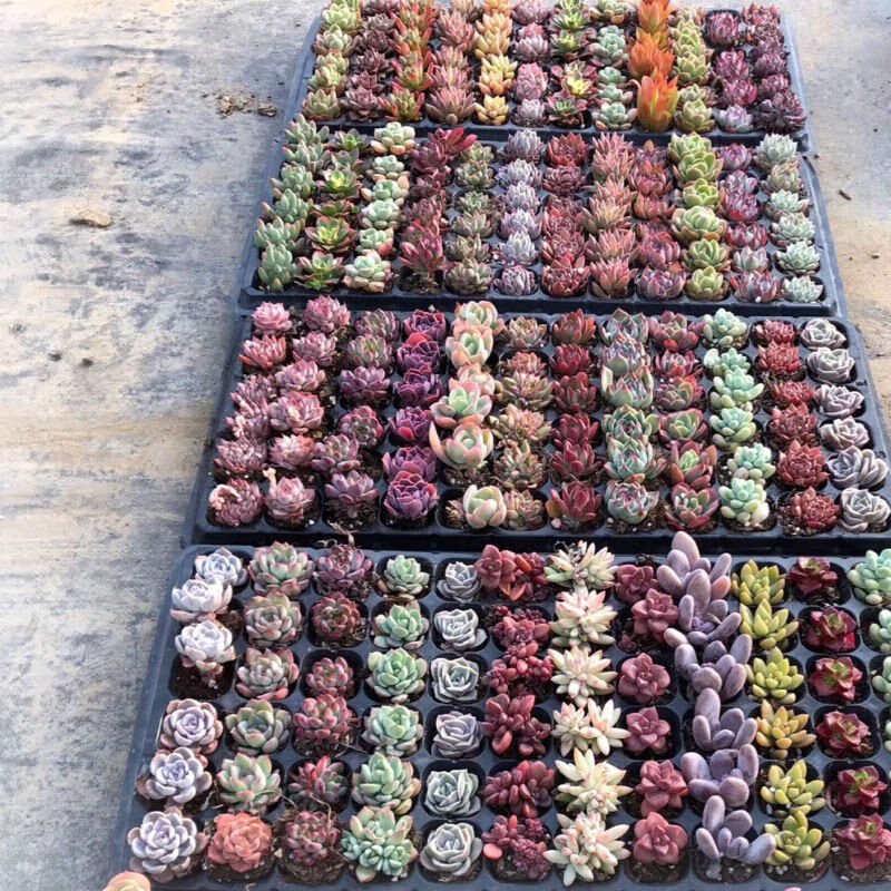 苗充充多肉植物批发绿植小盆栽大颗好养肉肉室内老桩七彩云南花卉