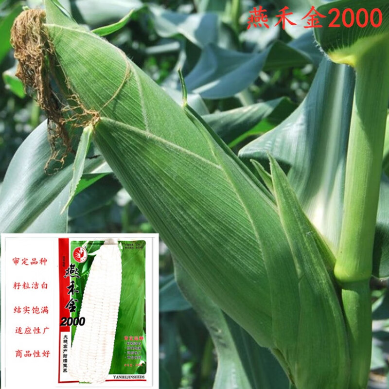 之润燕禾金2000/2005白糯玉米种子京科糯西星白糯大棒皮薄甜糯香鲜食