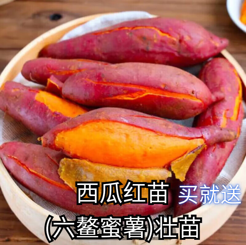新种品种红薯苗烟薯25号冰糖白蜜薯苗西瓜红薯苗板栗薯【保温箱】