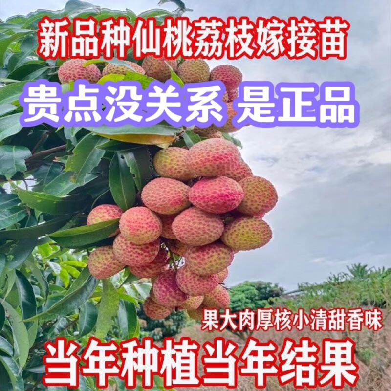荔枝树苗仙桃荔枝嫁接特大甜果树高产耐寒盆栽地栽当年结果南北种 2年