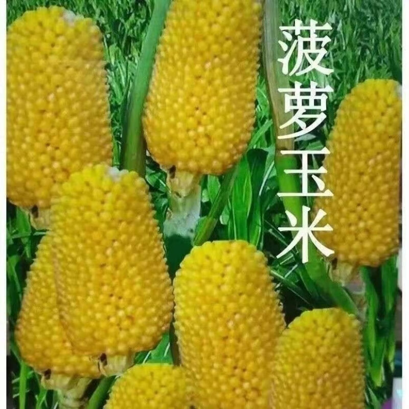 甜糯新品种早熟矮杆早熟南方春夏秋季播 菠萝玉米种子【一级优选】,正