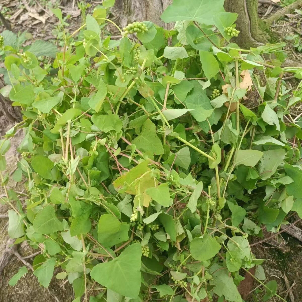 现采新鲜杠板归 野生河白草老虎脷蛇倒退蛇不过洗澡草药 500g包邮 500