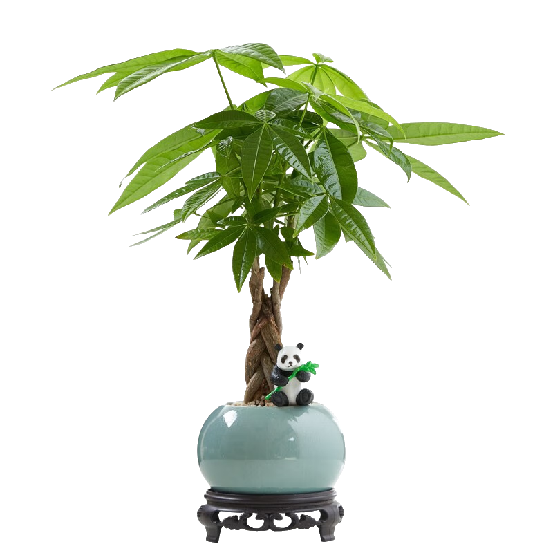 ���ڲ�������ѿ���Է�����ֲ�����������в����辰�칫��������ֲԴͷֱ������ ���ӷ�����-Բ����-��è-�ܰ��� ����