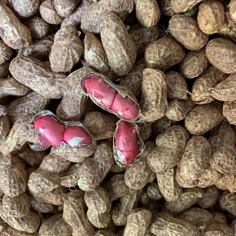 今年新货】新鲜带壳红皮生花生米两粒红花生可播种可吃新货批发 两粒带壳红皮花生10斤 人工精选