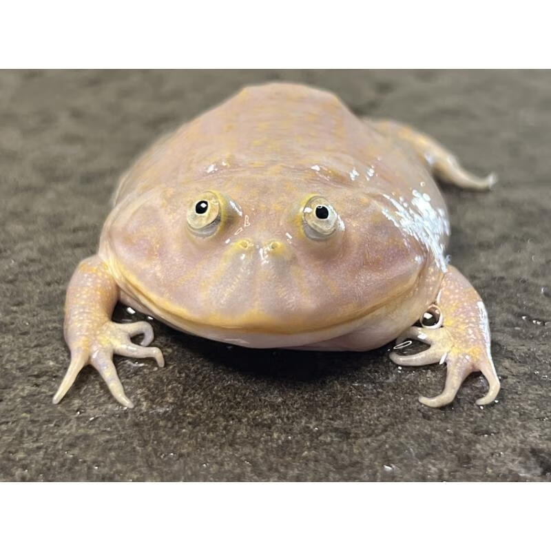 活体角蛙宠物青蛙黄金绿角蝴蝶钟角霸王巴西小丑非洲牛蛙姥爷树蛙
