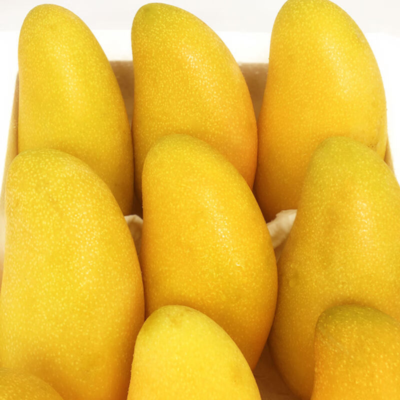 海南金煌芒9斤芒果热带水果现摘甜心黄皮水仙芒整箱 9斤品质装【单果300g+】