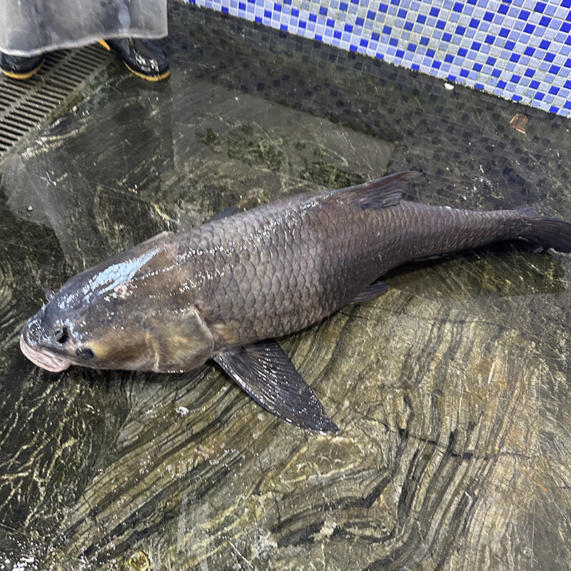 千岛湖生态大青鱼螺蛳青黑鲩鱼非养殖活鱼观赏鱼体型庞大包活到家 30