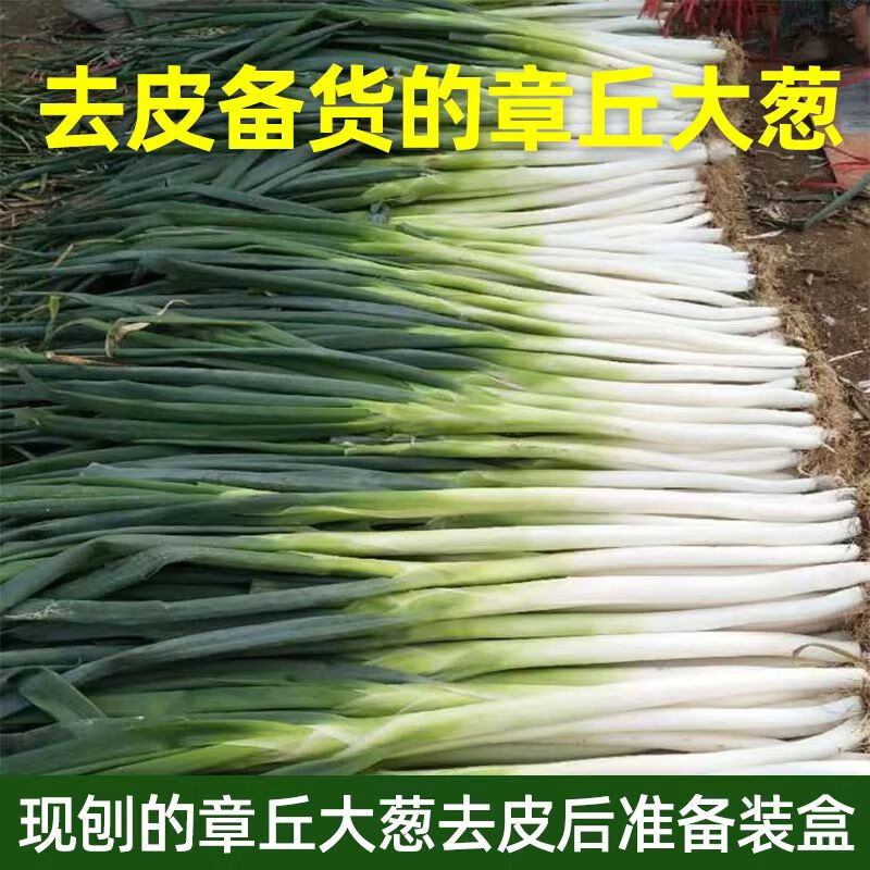 风筝王章丘大葱 生鲜山东特产大葱脆嫩爽口山东章丘蔬菜甜葱 送甜酱 章丘大葱9斤