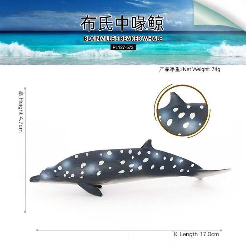模型巨齿鲨大白鲨海豚鲨鱼旗鱼椰子蟹玩具摆件 pl127-573 布氏中喙鲸