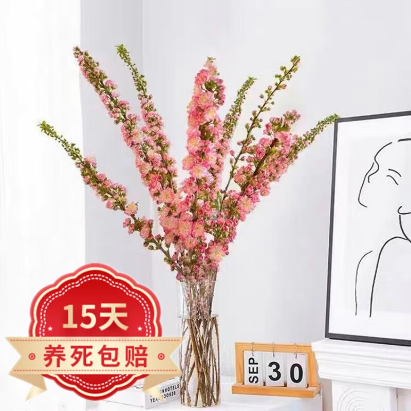 行湘珍珠李樱花雪柳鲜枝鲜切花支室内好养水培植物水养花卉绿植 珍珠